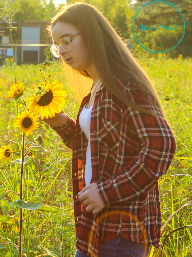 Sunset in a Sunflower field