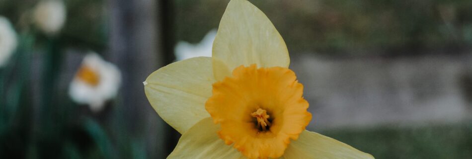 lone jonquil