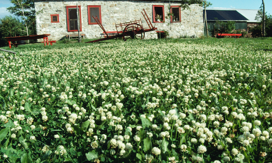 Field of white clover with barn