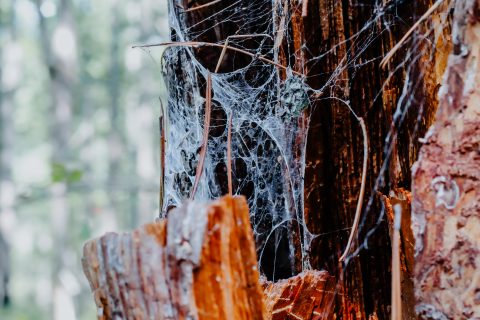 spider web on dead tree