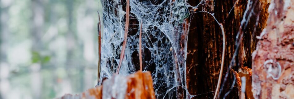 spider web on dead tree