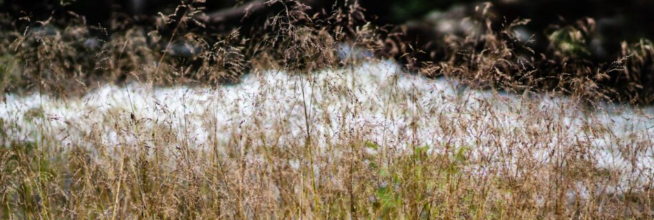 Golden grass with water in background