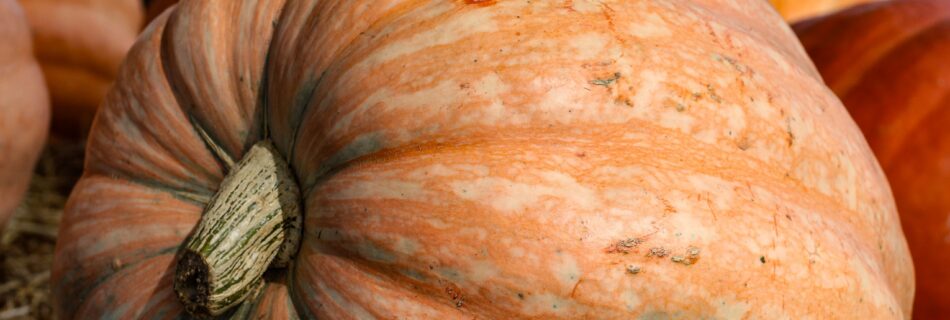 prizewinner pumpkin