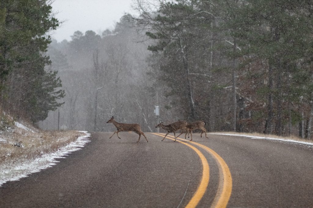 Deer crossing snowy road