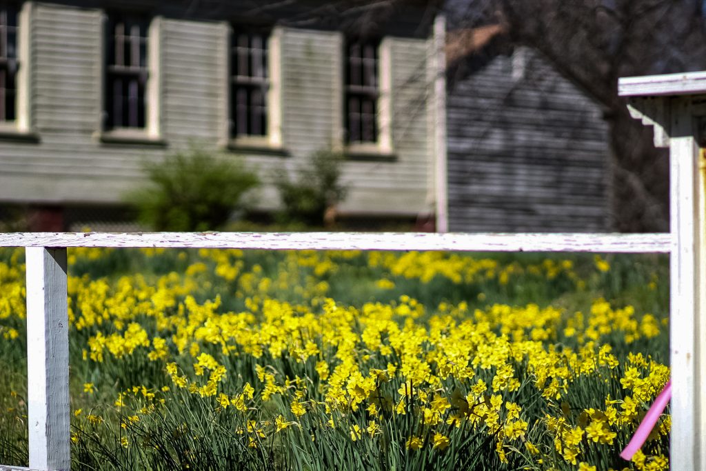Jonquils in front of old house